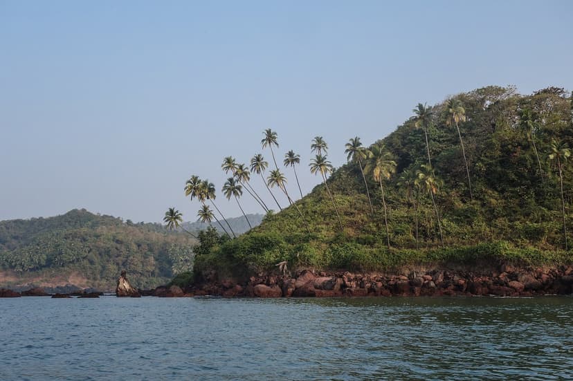 A forested laterite headland with leaning palms meeting the sea at Cola Bay, South Goa
