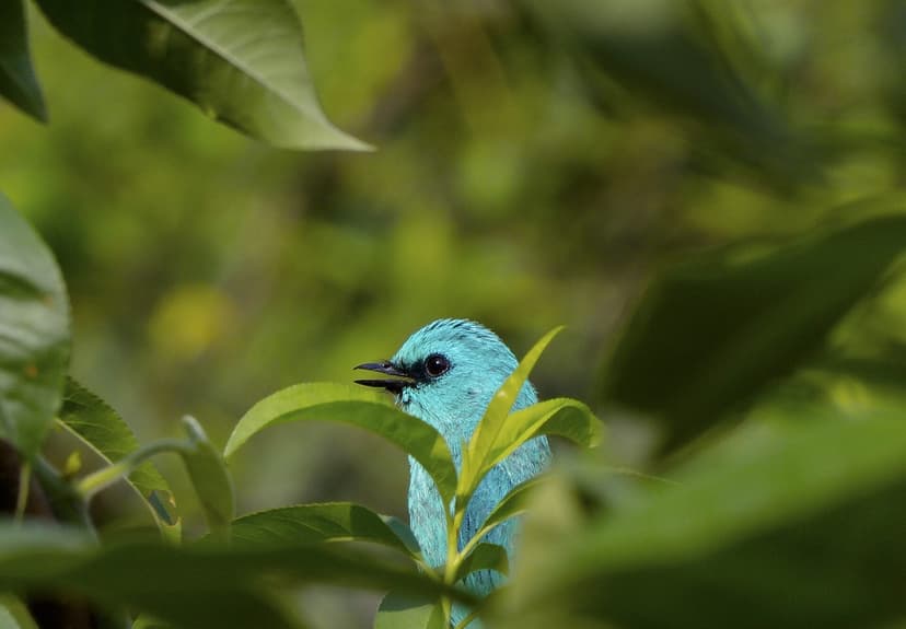 A bright turquoise Verditer Flycatcher peering through green leaves in the Great Himalayan National Park