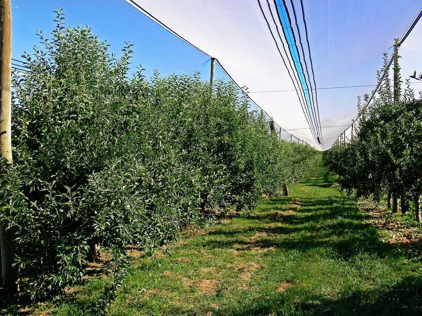 Red Delicious apple trees in a commercial orchard protected by anti-hail netting — the same variety Samuel Stokes imported from Stark Brothers in 1914