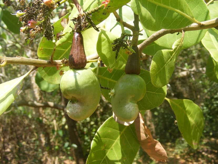 Two green unripe cashew fruits on the tree in Goa, each with the developing grey cashew nut hanging below the swollen apple, among glossy leaves
