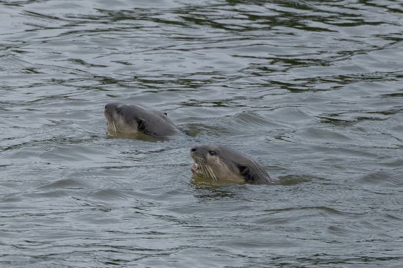 Two smooth-coated otters (Lutrogale perspicillata) surfacing side by side in dark rippled backwater, heads and whiskered muzzles above the surface.