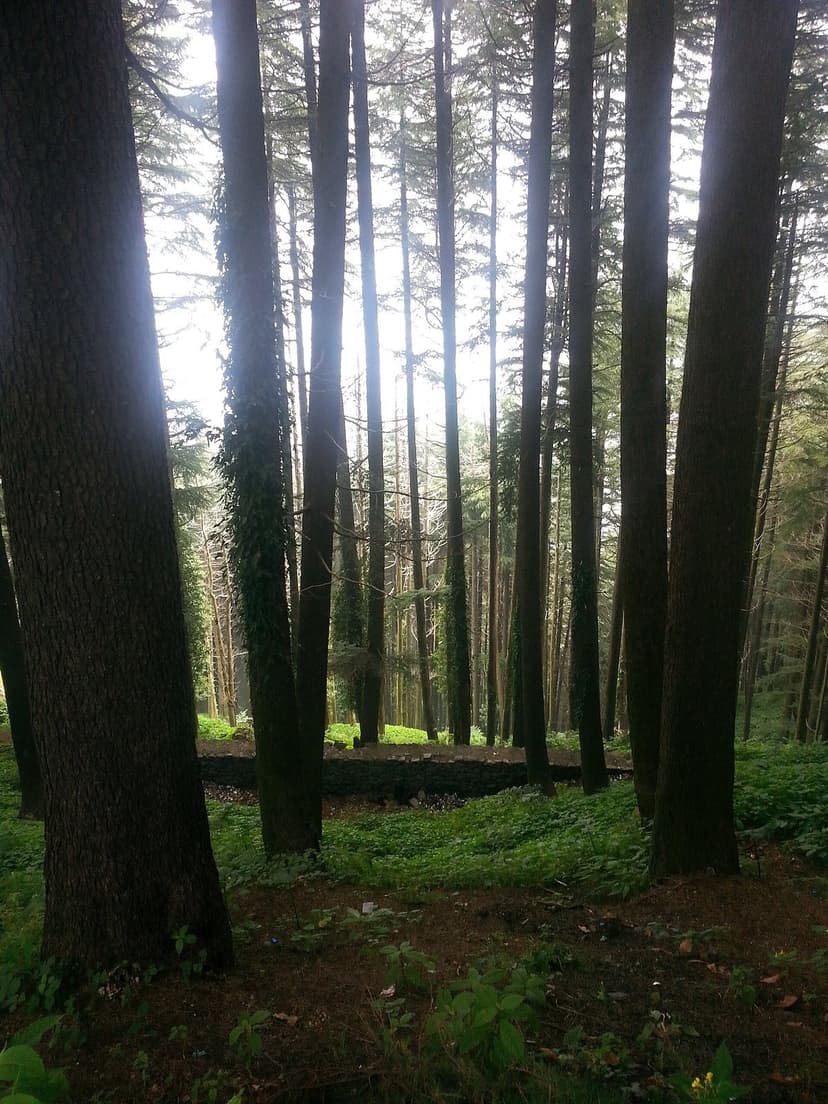 Tall straight deodar trunks in a Manali sanctuary deodar forest with afternoon light filtering between them — easy nature-walk terrain