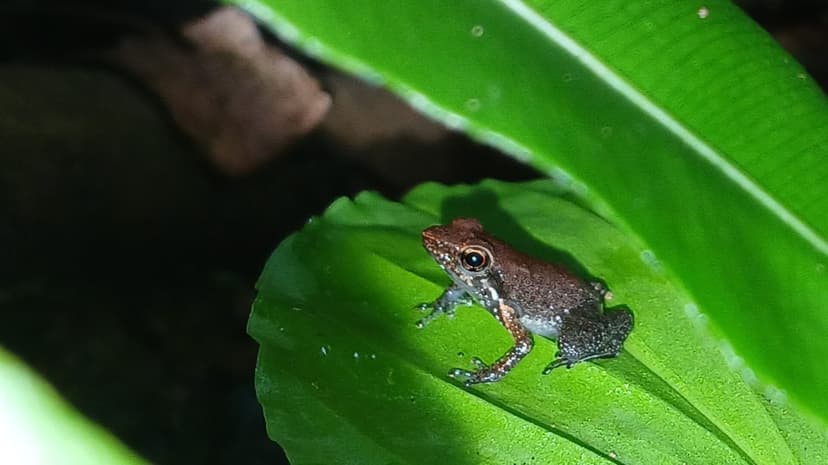 A tiny brown frog on a bright green leaf, picked out by flash against a dark night background