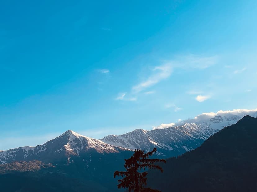 Snow-capped Pir Panjal/Dhauladhar peaks under a clear blue sky with a single conifer tree silhouette in the foreground