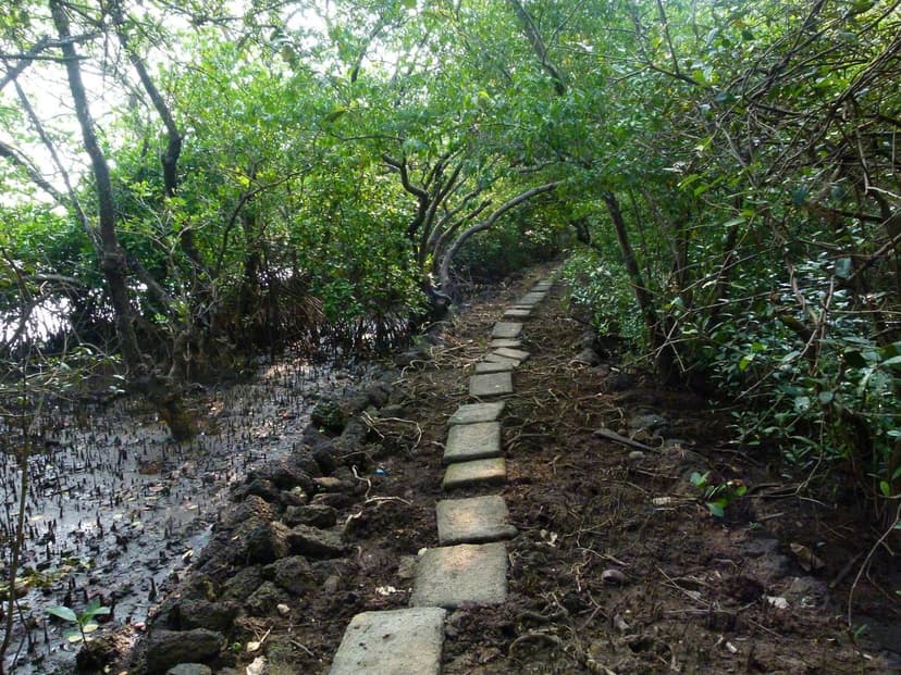 A stone-slab footpath winding through dense green mangroves with mud and shallow water on either side, at the Salim Ali Bird Sanctuary on Chorao Island, Goa