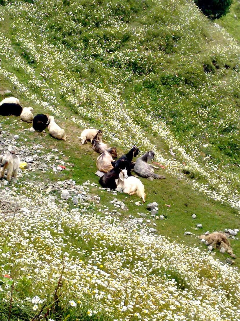 Goats resting among white wildflowers on the grassy slopes of Dainkund near Dalhousie