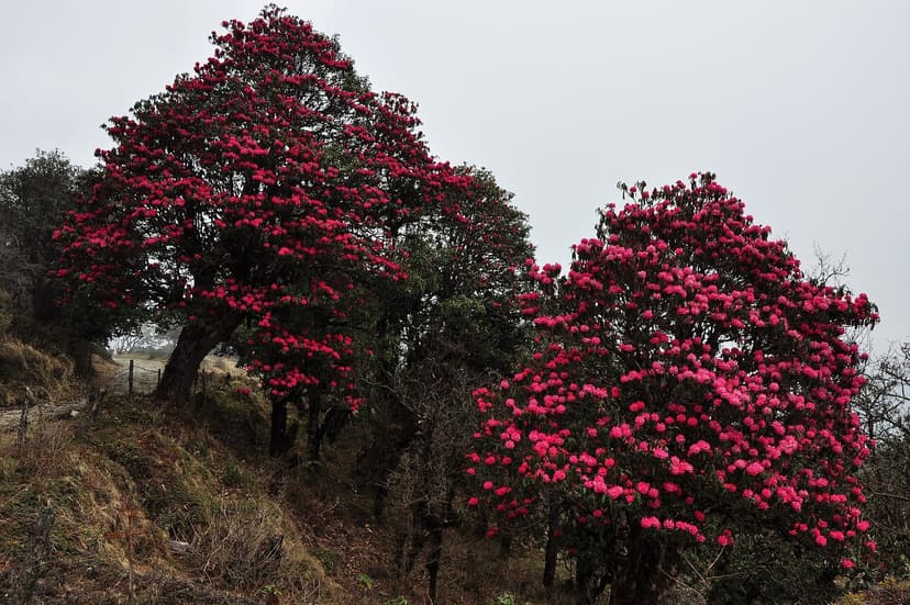 Bright red rhododendron flowers blooming on a hillside in Himachal Pradesh with green mountain slopes and valley in the background