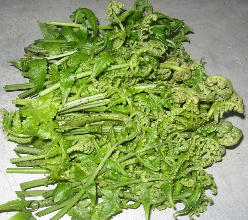 A pile of freshly foraged coiled fiddlehead fern shoots (lingdi), bright green, harvested young