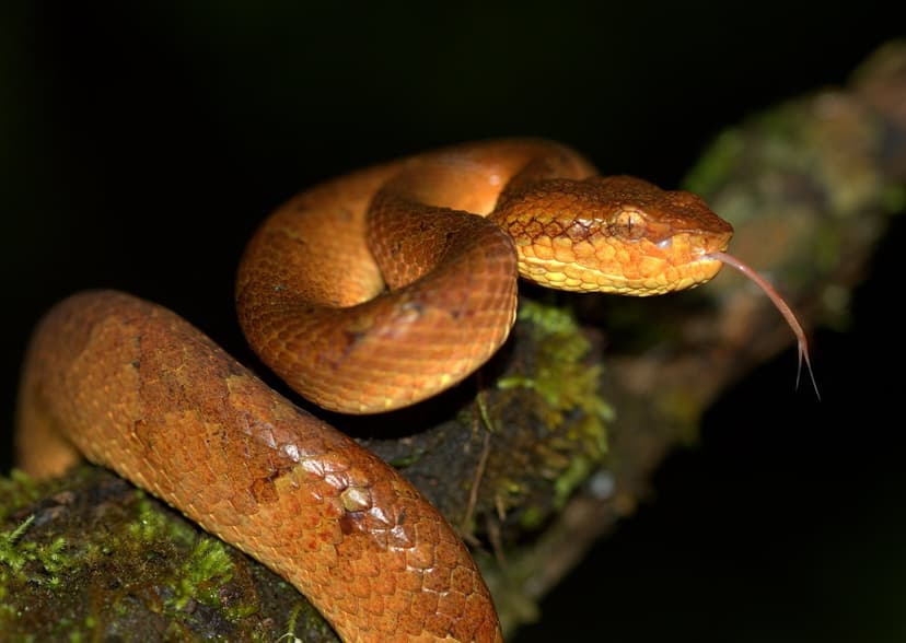 An orange-brown Malabar pit viper coiled on a mossy branch at night with its tongue out, against a black forest background, Goa Western Ghats.