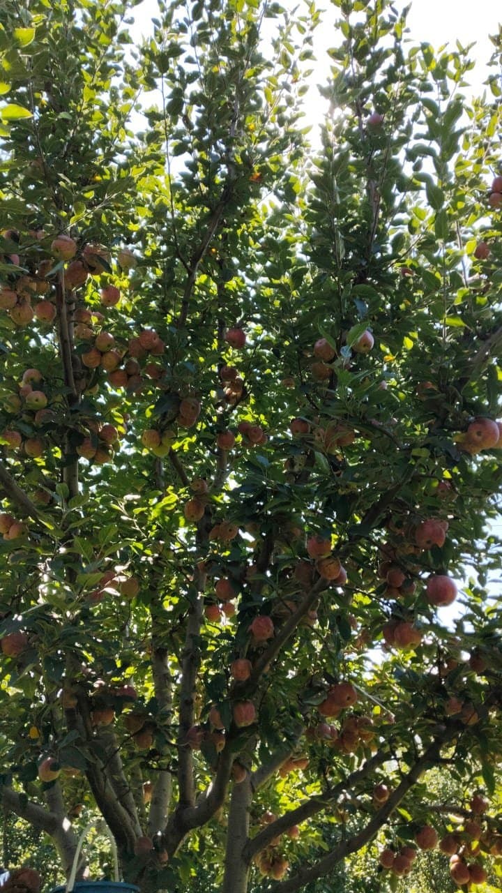 Vertical view of a heavily laden apple tree with red apples scattered through dense green foliage, sun behind, late summer Himachal Pradesh