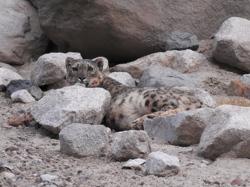 A wild snow leopard resting among grey boulders, almost invisible against the rock