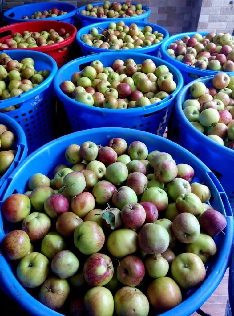 Plastic crates filled with mixed yellow and red apples at a grading station after harvest, India