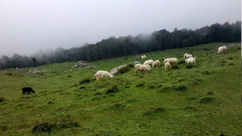 Misty alpine meadow with a small flock of sheep and one dark goat grazing, prayer-flag pole in middle distance, blue pine forest behind, Seraj area Banjar