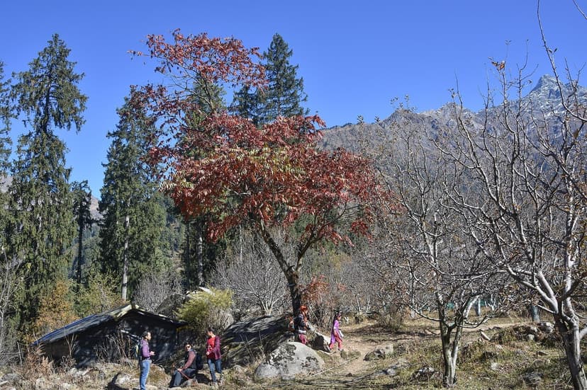 A red autumn tree over a stone hut and bare apple trees in Kalga village, Parvati Valley