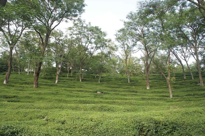 Tea bushes in neat contour rows under tall shade trees at Mann Tea Estate near Palampur, Kangra valley
