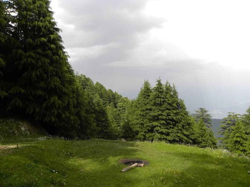Deodar forest clearing inside Kalatop Wildlife Sanctuary with storm light breaking through clouds