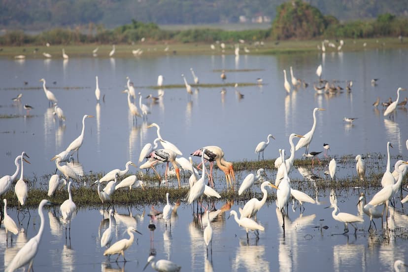 A shallow wetland crowded with white egrets, pink-legged painted storks and black-winged stilts standing in the water