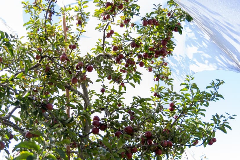 Apple tree heavy with red and yellow apples under transparent hail netting in a Kotgarh orchard, the Apple Bowl of India
