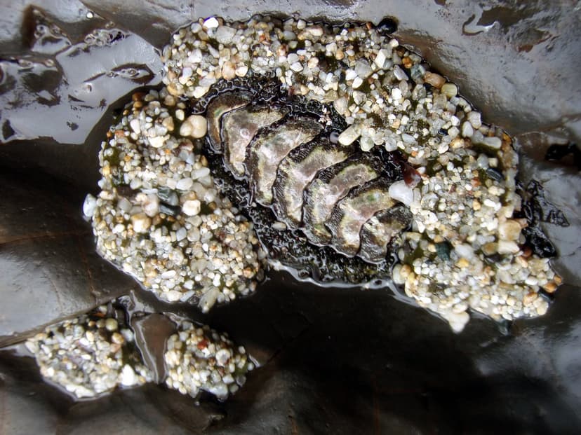 A close-up of an oval armour-plated chiton mollusc and small sea anemones clinging to a wet dark rock covered in sand grains in a tide pool.