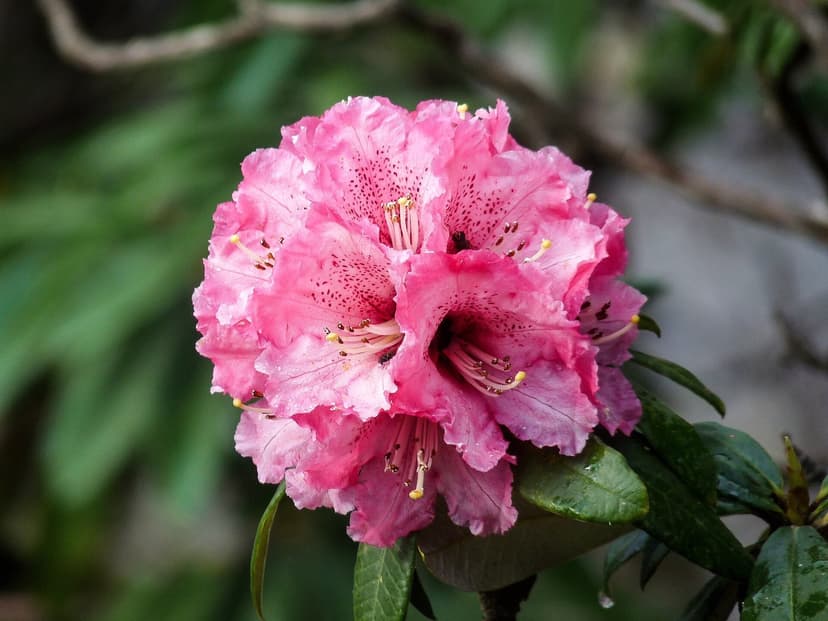 Pink Rhododendron campanulatum flower close-up, the state flower of Himachal Pradesh