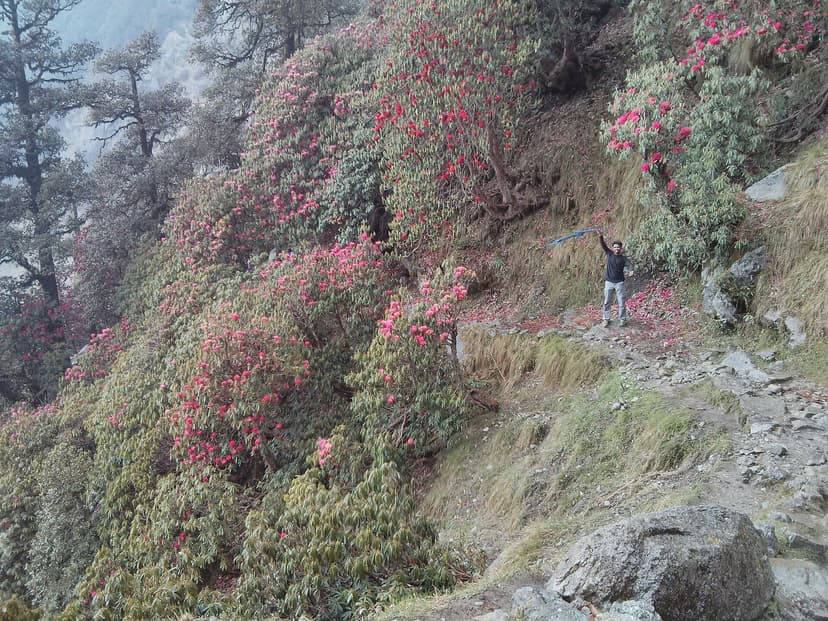Hillside covered in pink and red rhododendron blooms on Triund trek route in Himachal Pradesh