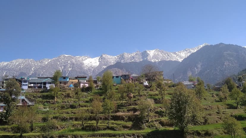 Naddi Village in spring, terraced fields and slate-roofed houses in the foreground, the full Dhauladhar range fully snow-capped across the entire horizon behind, deodar and walnut trees along the village edge, clear blue sky