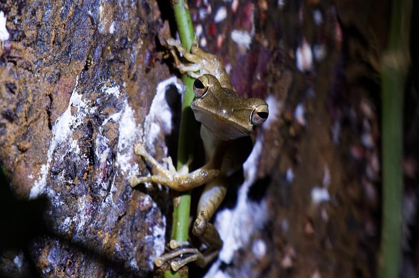 A brown-and-cream tree frog clinging to a green stem on a dark rock face at night, lit by torchlight, its large eyes reflecting the light in a Western Ghats forest.