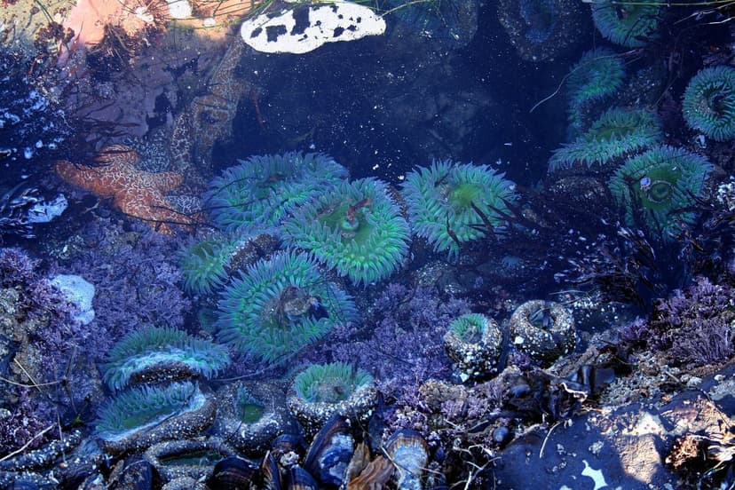 A tide pool crowded with green and pink sea anemones and a purple sea star clinging to submerged rock, in clear shallow water.