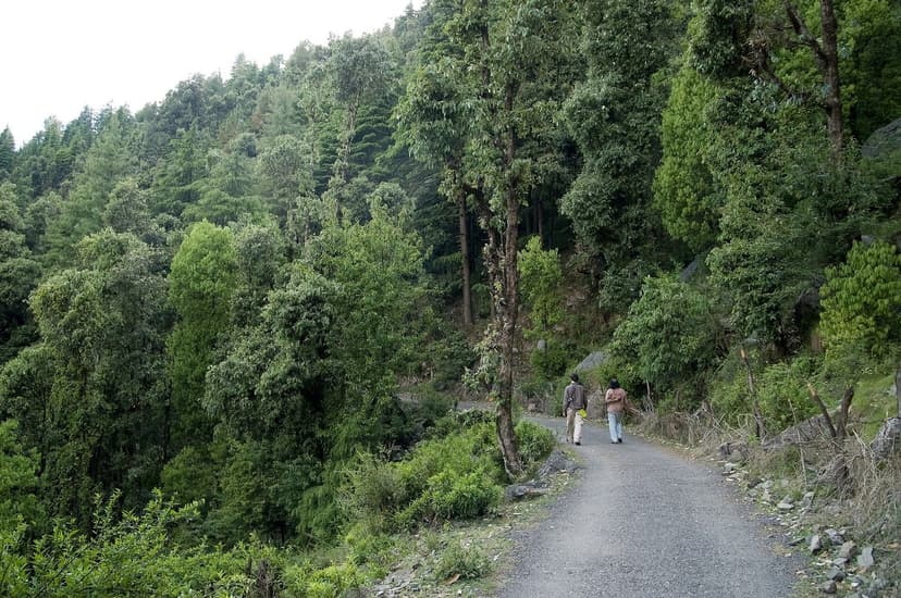 Two people walking along a quiet forest road surrounded by dense green trees near Dharamshala, Himachal Pradesh