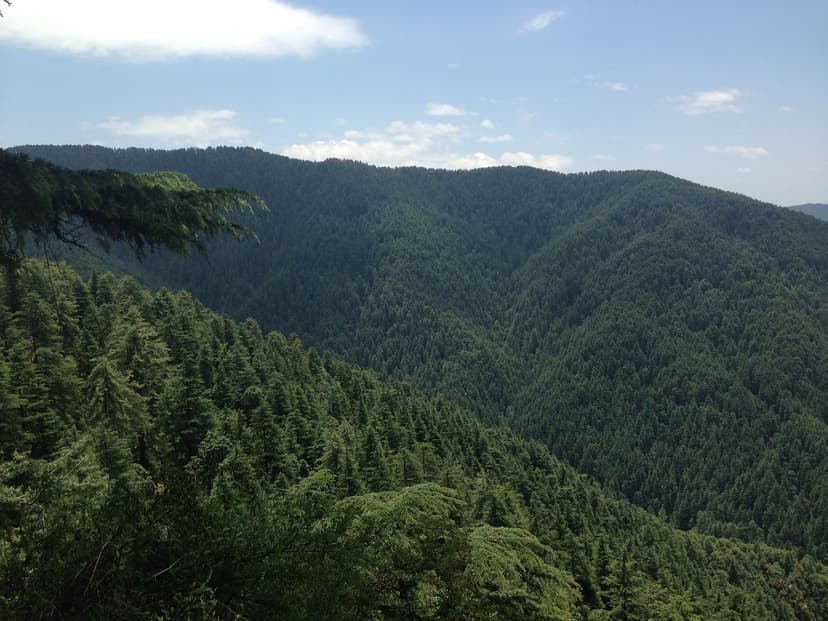 Expansive view of dense green deodar and fir forest covering mountain ridges near Narkanda, Himachal Pradesh