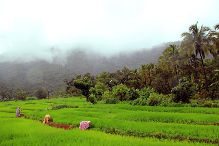 Bright green paddy fields below misty forested hills in Netravali, South Goa
