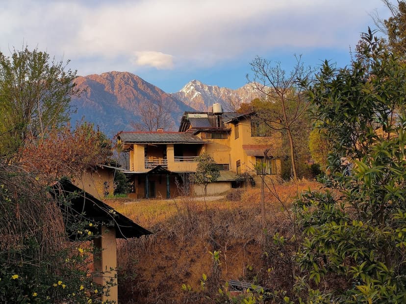 Ochre village houses among trees on the Kandbari edge of Palampur with the snow-covered Dhauladhar behind