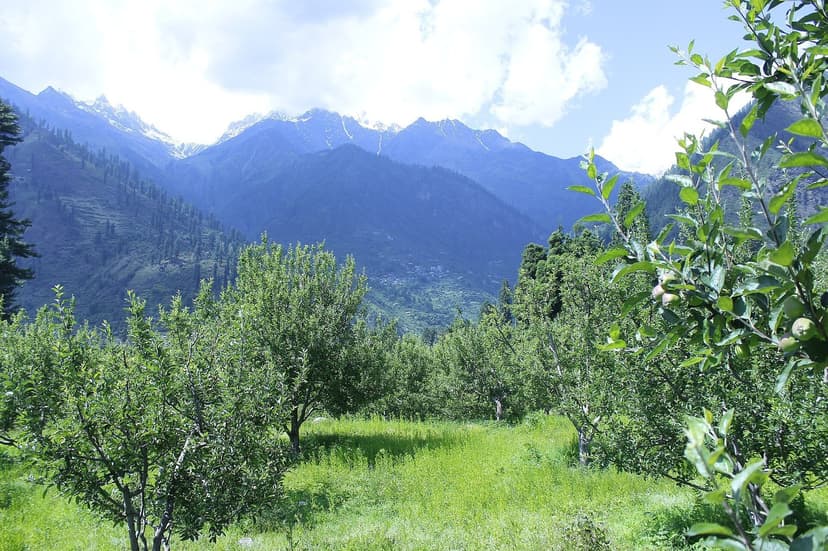 Apple orchard in Pulga with snow peaks behind and green grass between the trees