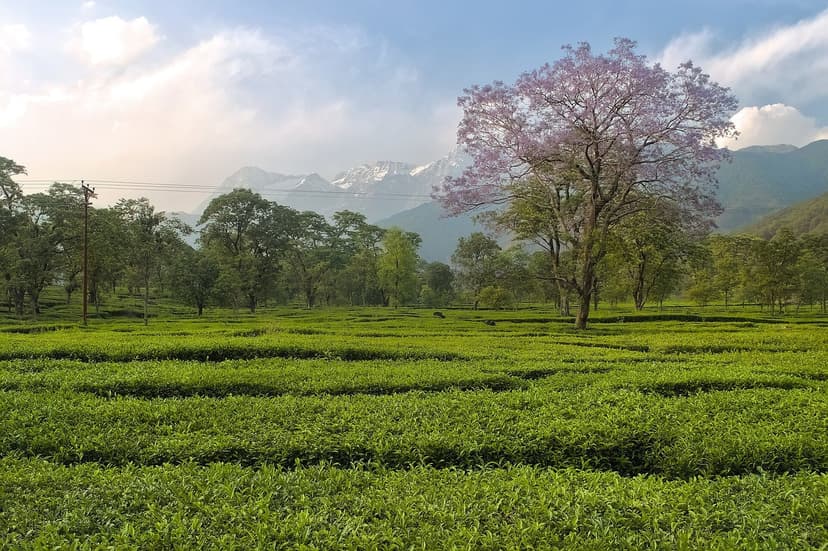 Tea garden at Nagri in the Kangra Valley with a pink flowering tree and snow-covered Dhauladhar peaks behind