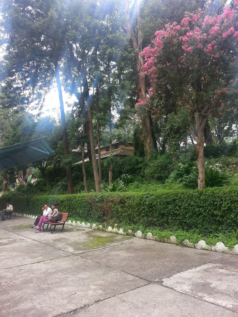 Pink crape myrtle tree blooming over hedges and benches on the platform of Palampur railway station, Kangra Valley Railway