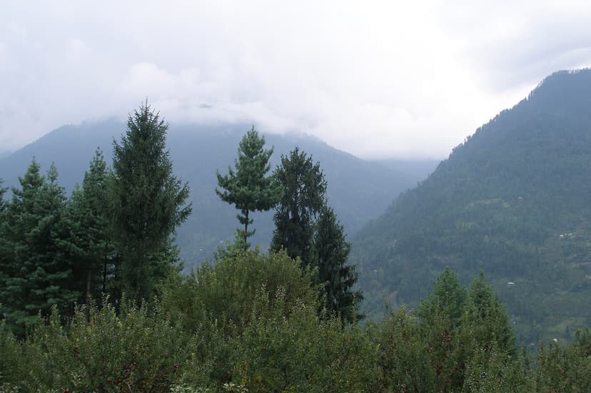 Tall deodar and pine conifers in the foreground with a mist-covered forested ridge behind, typical of the Karsog hills