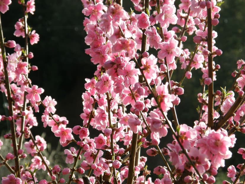 Dense bright pink peach blossoms covering a leafless branch in late afternoon light