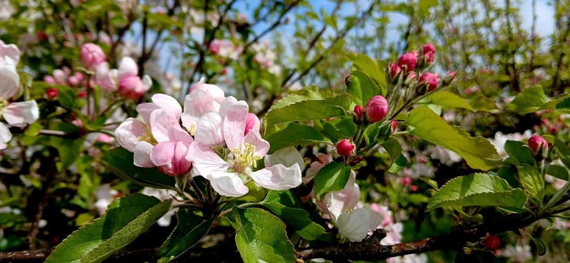 Close-up of pink apple buds opening into white flowers against green leaves — the annual April-May bloom that sets the Kotgarh crop