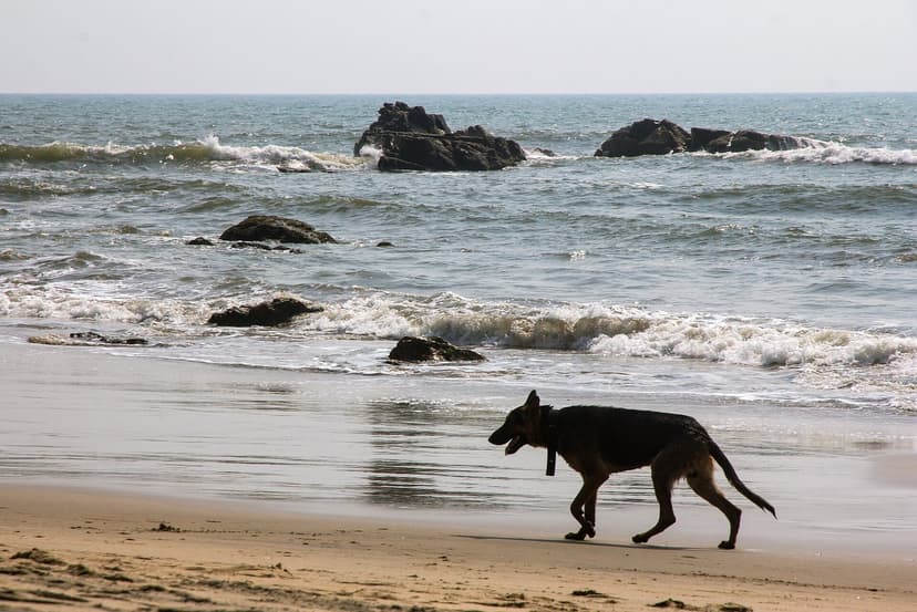 A dog walking along an empty, rocky stretch of Kalacha beach with rocks in the surf