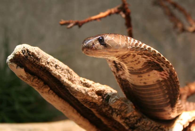 A spectacled cobra with its hood partly raised, head turned toward the camera
