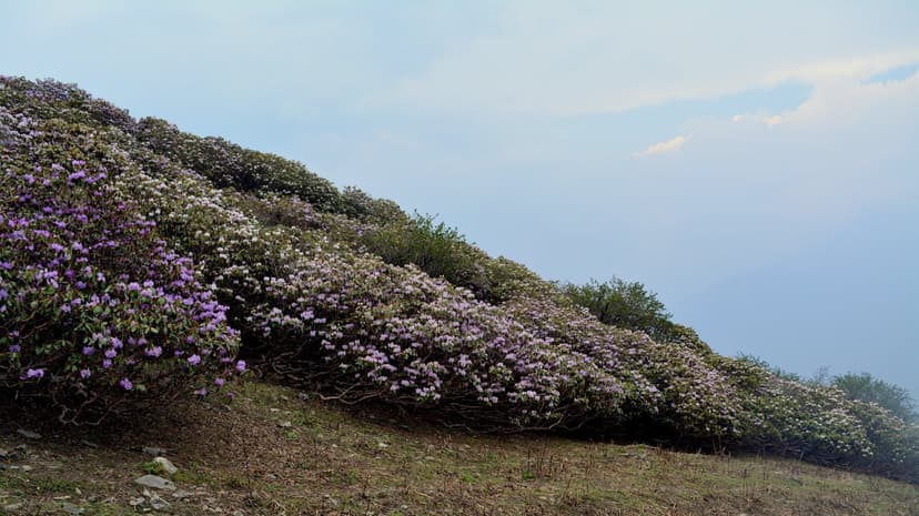 Alpine hillside covered in pink Rhododendron campanulatum shrubbery in full bloom