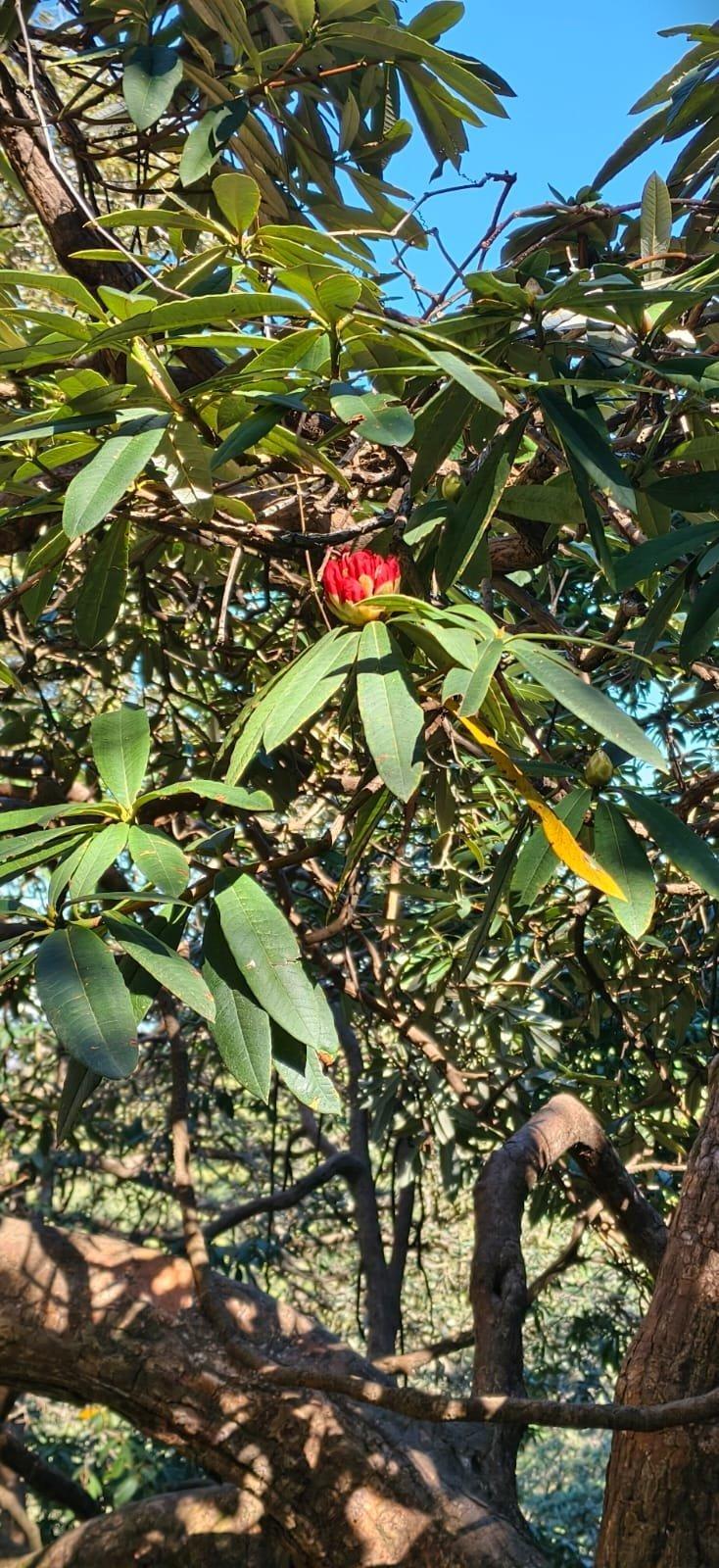 Red rhododendron arboreum bloom on a Himalayan trail