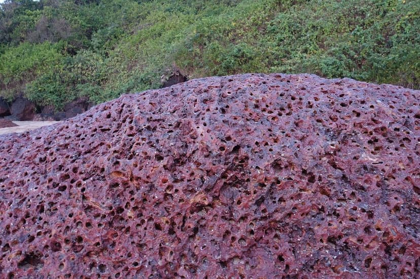 A close-up of pitted, porous red-brown laterite rock with greenery behind it, at Cola in South Goa