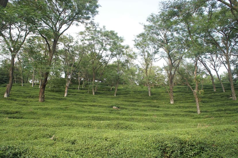 Carpet of low tea bushes between scattered shade trees on the Mann Tea Estate in the Kangra Valley, Himachal Pradesh