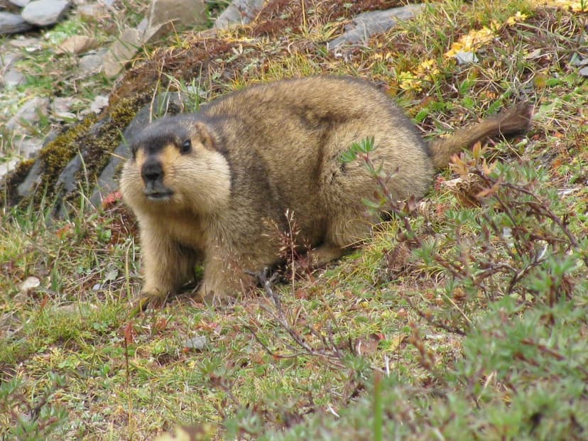 A plump light-brown Himalayan marmot crouched in a scrub of yellow alpine grass and small leaves, looking towards the camera, dark face mask and small black eyes, the same species you meet on the Chandratal trail