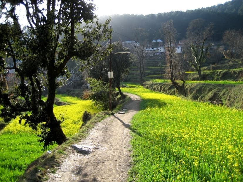 Village path through mustard fields with houses in distance