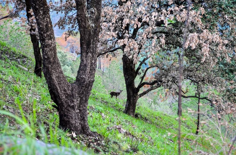 Open hillside on the Gilbert Trail in Kasauli — broadleaf trees in spring, grass slope, a barking deer visible at middle distance