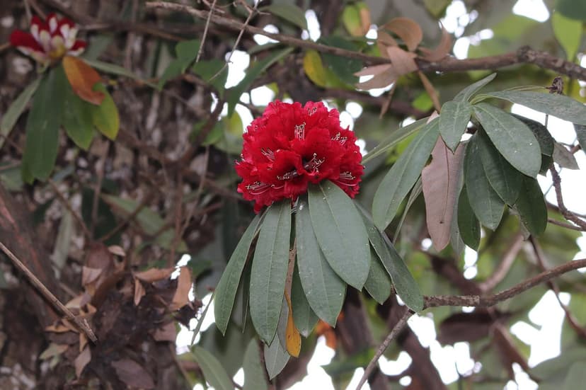 Close-up of red Rhododendron arboreum flower truss with characteristic dark green leaves
