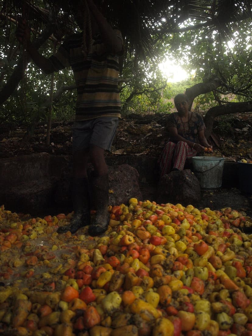 A person in gumboots foot-crushing a large mound of cashew apples in a stone pit under trees in Goa, a woman seated behind sorting fruit into a bucket