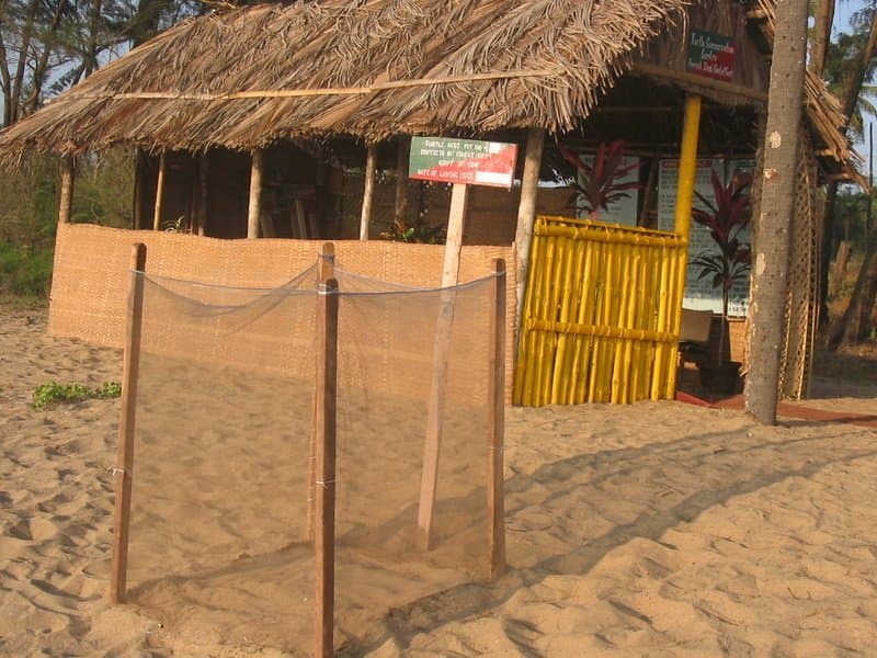 The Forest Department turtle conservation hut and mesh-fenced Olive Ridley nesting enclosure on the sand at Galgibaga Beach
